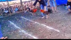 Hukum Seakan Lumpuh, Arena Sabung Ayam di Morowali Berjalan Tanpa Hambatan