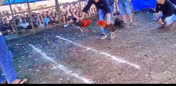 Hukum Seakan Lumpuh, Arena Sabung Ayam di Morowali Berjalan Tanpa Hambatan Hukum Seakan Lumpuh, Arena Sabung Ayam di Morowali Berjalan Tanpa Hambatan