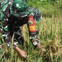 Program Ketahanan Pangan, Kodim 1710/Mimika Panen Padi Perdana