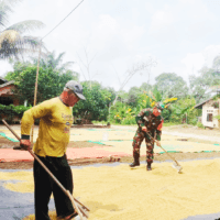 Babinsa Koramil 0913-01/Penajam Dampingi Warga Jemur Padi, Wujud Dukungan Hanpangan Babinsa Koramil 0913-01/Penajam Dampingi Warga Jemur Padi, Wujud Dukungan Hanpangan