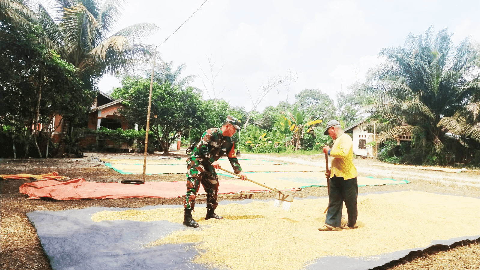 Babinsa Koramil 0913-01/Penajam Dampingi Warga Jemur Padi, Wujud Dukungan Hanpangan Babinsa Koramil 0913-01/Penajam Dampingi Warga Jemur Padi, Wujud Dukungan Hanpangan