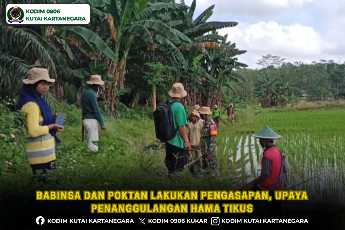 Babinsa dan Poktan Lakukan Pengasapan, Upaya Penanggulangan Hama Tikus