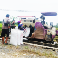 Dukung Hanpangan,Babinsa Sidorejo Dampingi Petani Panen Padi Dengan Menggunakan Mesin Modern