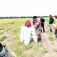 Mendukung Ketahanan Pangan, Babinsa Gunung Mulia Dampingi Petani Pasca Panen