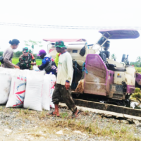 Dukung Hanpangan,Babinsa Sidorejo Dampingi Petani Panen Padi Dengan Menggunakan Mesin Modern