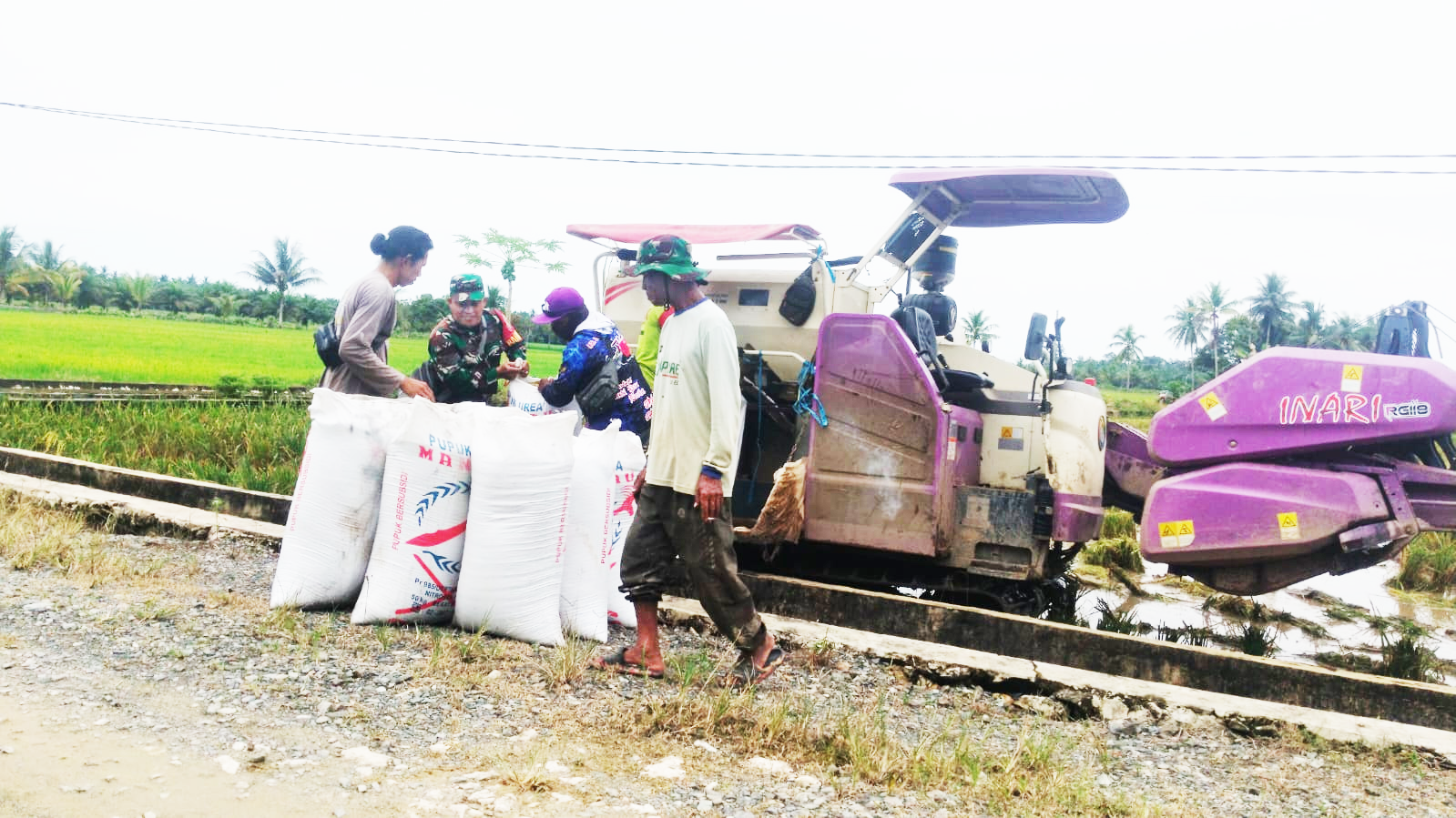 Dukung Hanpangan,Babinsa Sidorejo Dampingi Petani Panen Padi Dengan Menggunakan Mesin Modern