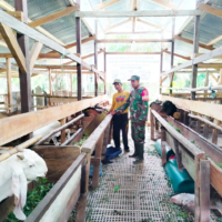 Dorong Peningkatan Kesejahteraan Warga,Babinsa Rintik Dampingi Peternak Kambing