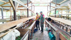 Dorong Peningkatan Kesejahteraan Warga,Babinsa Rintik Dampingi Peternak Kambing