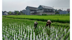 Babinsa Sananwetan Dampingi Petani Penyiangan Gulma Di Lahan Pertanian