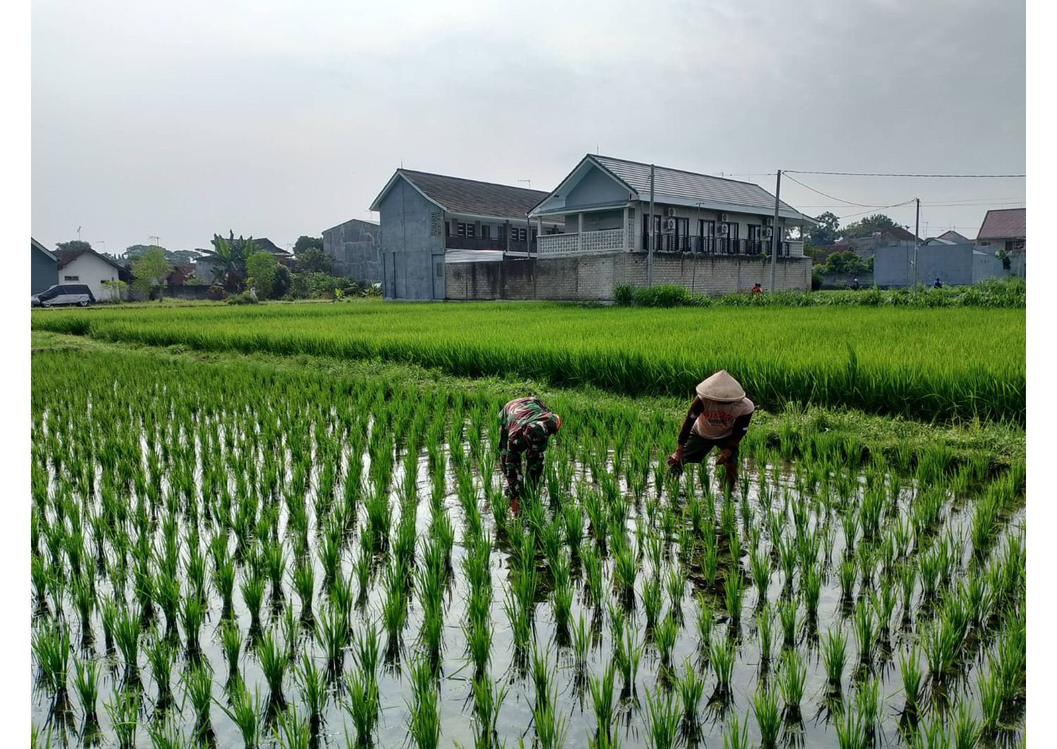 Babinsa Sananwetan Dampingi Petani Penyiangan Gulma Di Lahan Pertanian