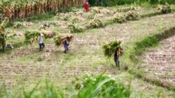 Wujud Kemanunggalan, Satgas TMMD Ke 127 Kodim 0808 Bantu Warga Panggul Pakan Ternak Dari Kebun