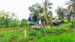 Babinsa Koramil Penajam Komsos di Sawah Pantau Perkembangan Padi