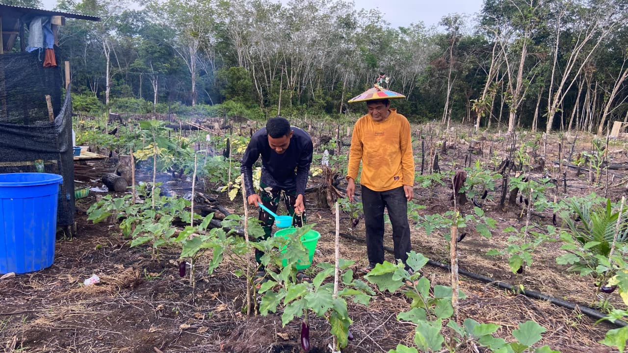 Anggota Satgas TMMD Wiltas Ke-127 Bantu Warga Rawat Tanaman Terong di Linggang Amer
