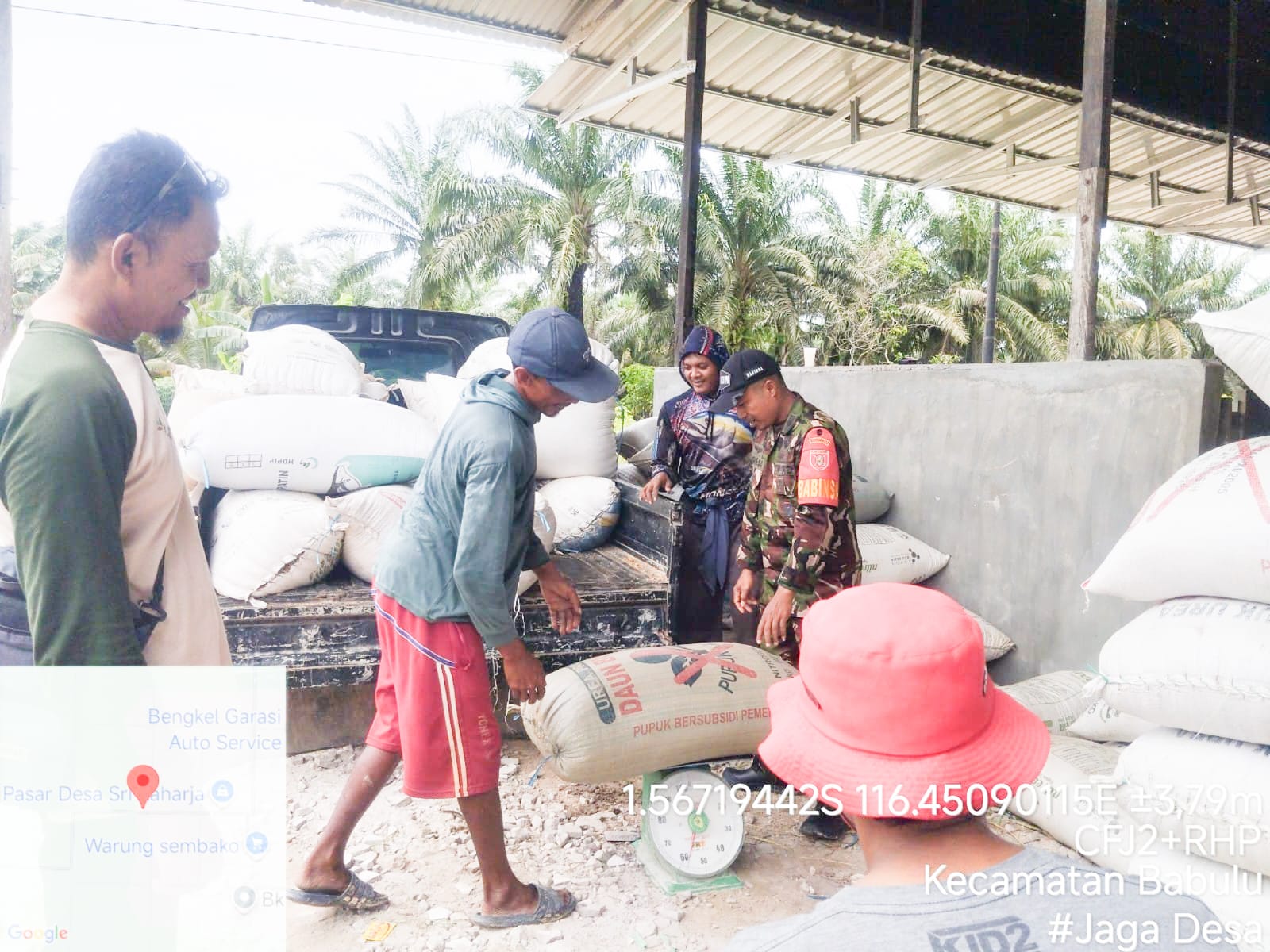 Wujud Nyata Pendampingan Babinsa Sriraharja Bantu Petani Penimbangan Padi Di Desa Binaan