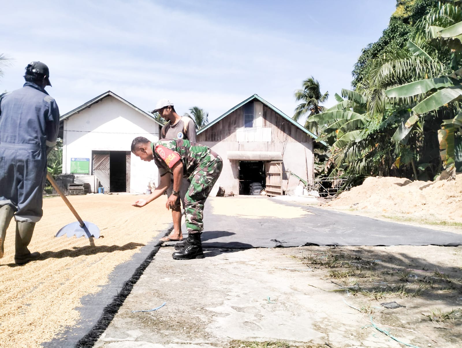 Jaga Kwalitas Padi, Babinsa Saloloang Komsos Dengan Warga Yang Jemur Padi