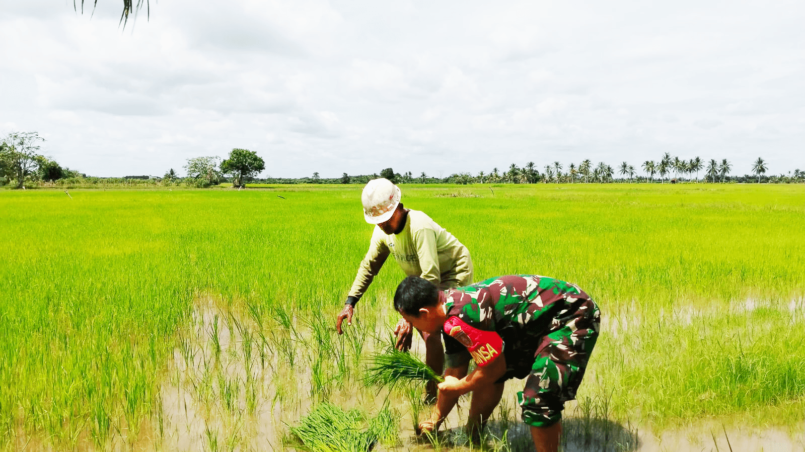 Guna Mewujudkan Ketahanan Pangan, Babinsa Koramil Penajam Bantu Petani Tanam Padi