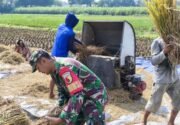 Wujud Nyata Babinsa Kaliboto Bersama Petani Laksanakan Panen Padi, Dukung Ketahanan Pangan Desa