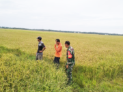 Babinsa Saloloang Koramil 01/Penajam Komsos dengan Petani di Sawah