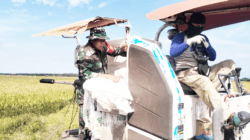 Babinsa Saloloang Bantu Petani Panen Padi Dengan Mesin Komben