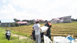 Babinsa Saloloang Turun Tangan Bantu Petani, Angkat Padi Hasil Panen di Sawah