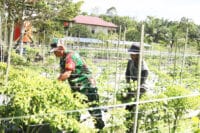 Wujudkan Ketahanan Pangan, Babinsa Petung Bantu Petani Panen Sayuran