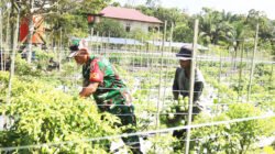 Wujudkan Ketahanan Pangan, Babinsa Petung Bantu Petani Panen Sayuran