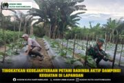 Tingkatkan Kesejahteraan Petani Babinsa Aktif Dampingi Kegiatan Di Lapangan