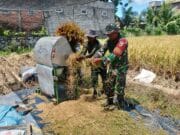 Wujud Nyata, Babinsa Sananwetan Bantu Panen Padi Dukung Ketahanan Pangan Nasional