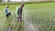 Babinsa Satrean Dampingi Perawatan Tanaman Padi, Wujudkan Ketahanan Pangan Masyarakat