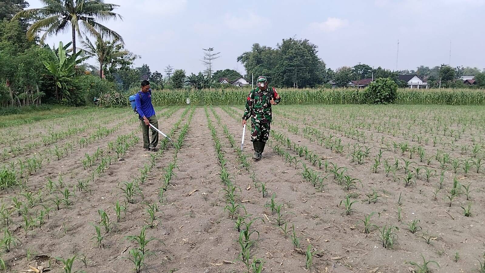 Babinsa Kandangan Dampingi Petani Lakukan Penyemprotan POC Untuk Tingkatkan Pertumbuhan Jagung Babinsa Kandangan Dampingi Petani Lakukan Penyemprotan POC Untuk Tingkatkan Pertumbuhan Jagung