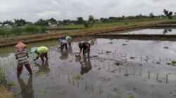 Wujud Ketahanan Pangan, Babinsa Rembang Dampingi Petani Tanam Padi Di Sananwetan