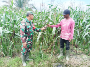 Beri Motivasi, Babinsa Koramil Penajam Komsos dengan Petani Jagung