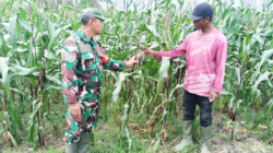 Beri Motivasi, Babinsa Koramil Penajam Komsos dengan Petani Jagung