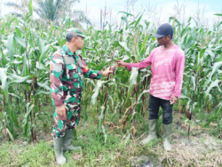 Beri Motivasi, Babinsa Koramil Penajam Komsos dengan Petani Jagung