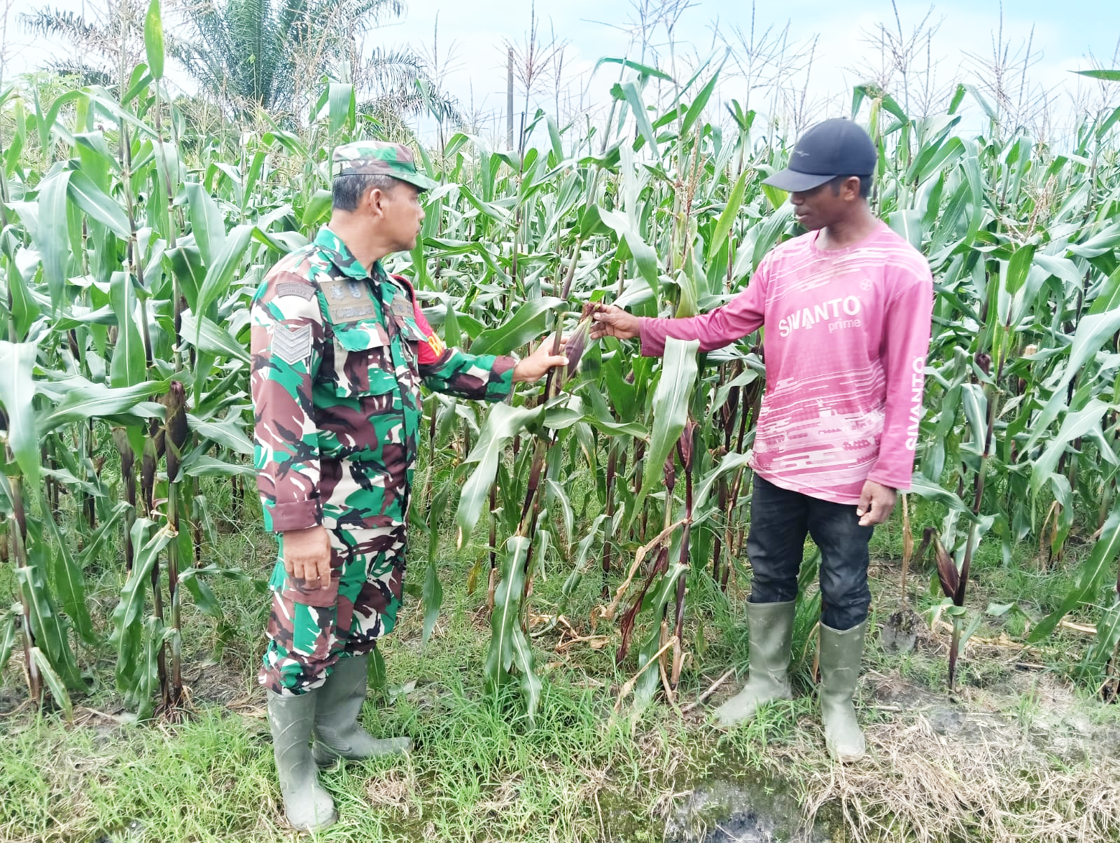 Beri Motivasi, Babinsa Koramil Penajam Komsos dengan Petani Jagung