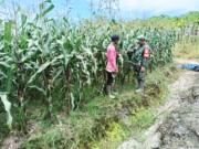 Beri Motivasi, Babinsa Koramil Penajam Komsos dengan Petani Jagung