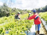 Mensukseskan Swasembada Pangan Babinsa Saloloang Bantu Warga Binaan Panen Cabe