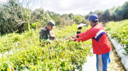 Mensukseskan Swasembada Pangan Babinsa Saloloang Bantu Warga Binaan Panen Cabe