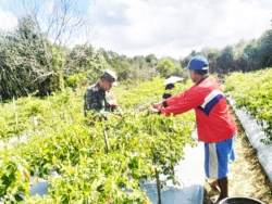 Mensukseskan Swasembada Pangan Babinsa Saloloang Bantu Warga Binaan Panen Cabe