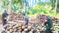 Babinsa Koramil 01/Penajam Bantu Warga Kupas Kelapa Hasil Panen di Tanjung Tengah
