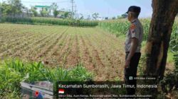 Ketahanan Pangan Dijaga dari Desa, Polisi Probolinggo Kota Kawal Pertanian Jagung Warga