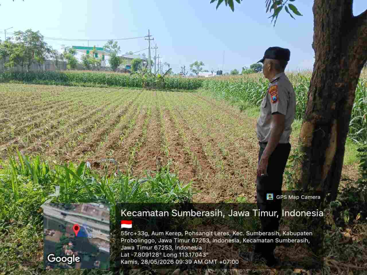 Ketahanan Pangan Dijaga dari Desa, Polisi Probolinggo Kota Kawal Pertanian Jagung Warga