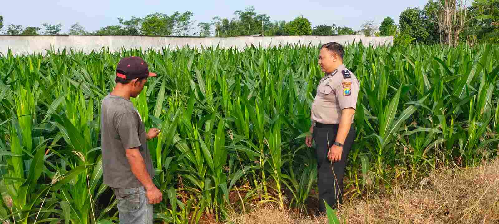 Kawal Ketahanan Pangan, Polisi Probolinggo Kota Sambangi Lahan Jagung di Wonomerto