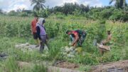 Wujudkan Hanpangan, Babinsa Babulu Darat Bantu Warga Panen Melon