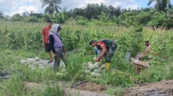 Wujudkan Hanpangan, Babinsa Babulu Darat Bantu Warga Panen Melon