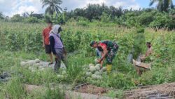 Wujudkan Hanpangan, Babinsa Babulu Darat Bantu Warga Panen Melon