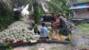 Wujudkan Hanpangan, Babinsa Babulu Darat Bantu Warga Panen Melon Wujudkan Hanpangan, Babinsa Babulu Darat Bantu Warga Panen Melon