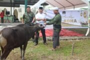 Wujud Kepedulian Dan Keiklasan, Dandim 0913/PPU Serahkan 3 Ekor Sapi Kepada Pantia Kurban