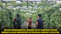 Wujud Kebersamaan, Babinsa Aktif Dampingi Petani Gambas Dalam Mendukung Ketahanan Pangan Di Wilayah Wujud Kebersamaan, Babinsa Aktif Dampingi Petani Gambas Dalam Mendukung Ketahanan Pangan Di Wilayah