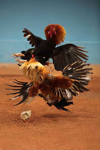 Aktivitas Judi Sabung Ayam dan Dadu di Sejumlah Wilayah Kediri Disebut Masih Berjalan, Warga Minta Penindakan Tidak Setengah Hati